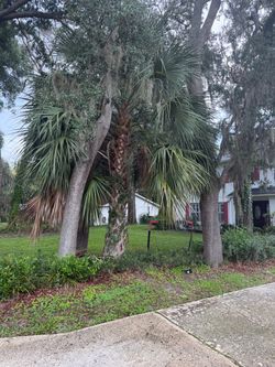 FREE Palm Tree