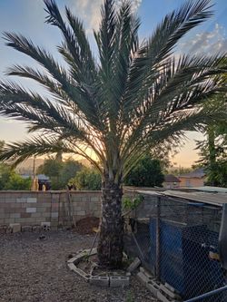 Date Palm