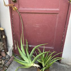 Aloe Vera