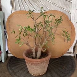 Jade Plant Flower Succulent 