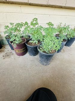 RUDA PLANTAS LISTA PARA TRASPLANTAR 