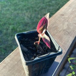 Wandering Jew