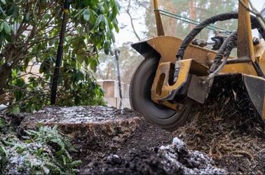 STUMP REMOVAL