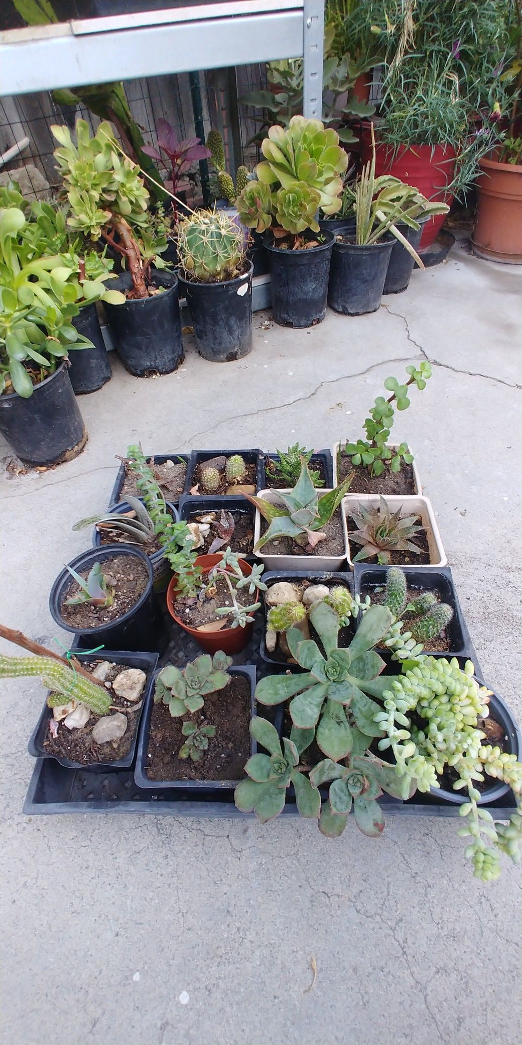 Succulent plants