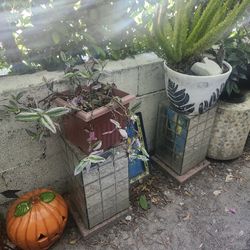 Different Plants Different Pots And Plant Stands For Sale Everything Must Go 