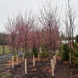 Cherry Blossoms! (10-12’)