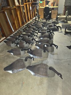 37 Canada Goose Full-Body Decoys – Detachable Heads – Priced to Move