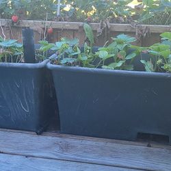 Earth Boxes With Strawberry Plants