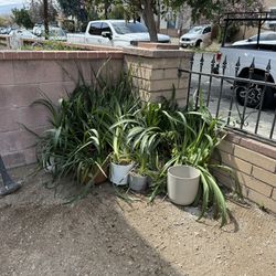 Assorted Landscaping Plants