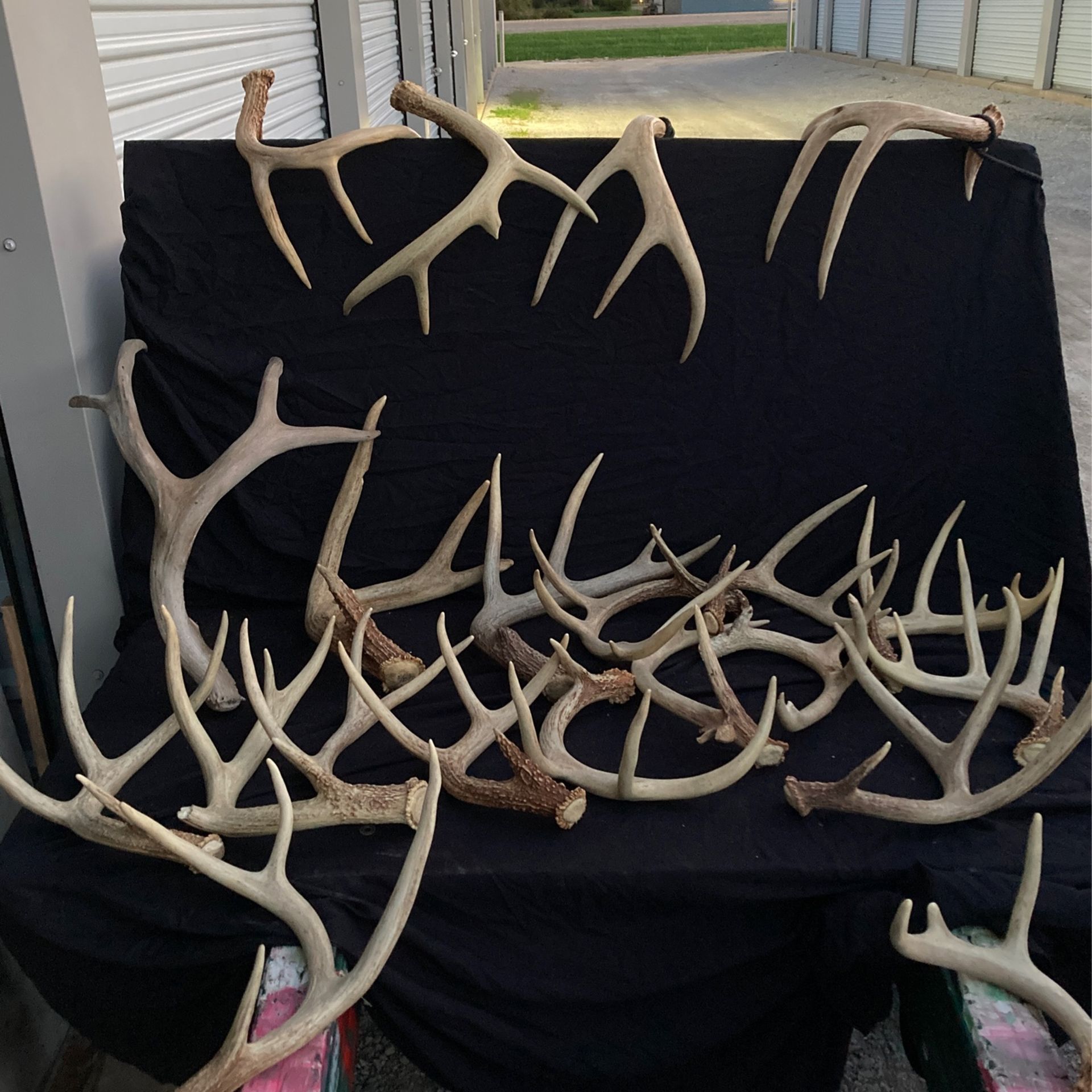 Whitetail Sheds