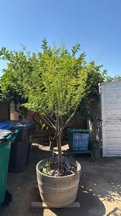mesquite ya da mesquites y muchos!!