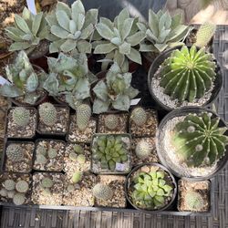 Cactus/ Agaves  / Mammillarias  /haworthias 