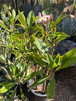 Plumeria plants