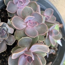 Purple Pearl Succulent 