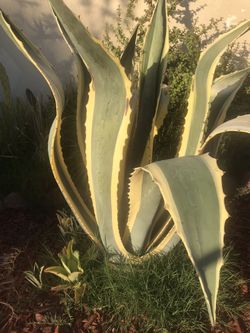 Magueyes Tres colores