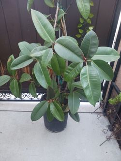Rubber tree