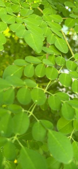 Moringa (Malunggay) Plants, Leaves, Cuttings & Seeds for Sale – San Antonio, TX