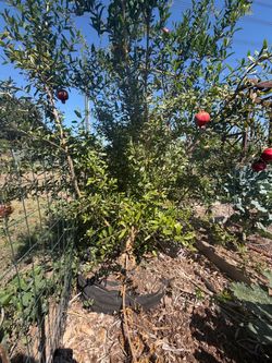 Mature Producing Peach & Pomegranate Trees – 5+ Years Old