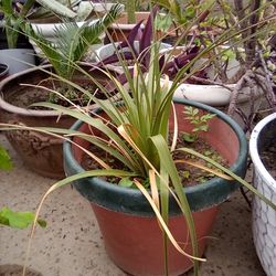 Baby Pony Tail Palm In A Pot $14