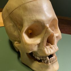 Human Skull (replica)