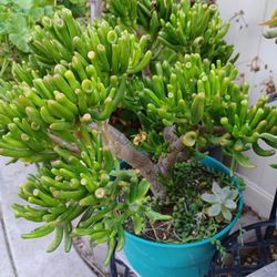 Donkey's Ears Succulents