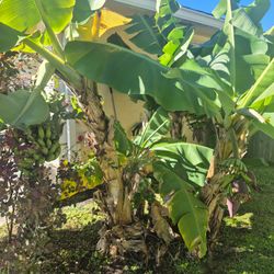 Blue Java ice cream banana trees