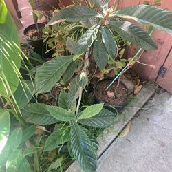 Loquat Fruit Tree Plant Loquate 