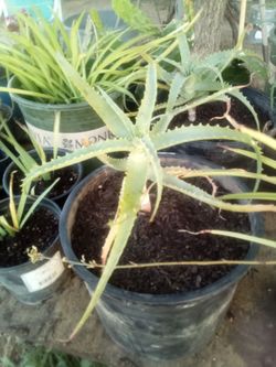 Beautiful Aloe Vera Plant – Perfect for Home or Garden 🌿
Hermosa Planta de Aloe Vera 🌿