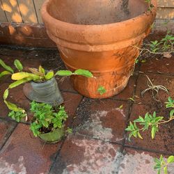 Maceta grande de barro $20