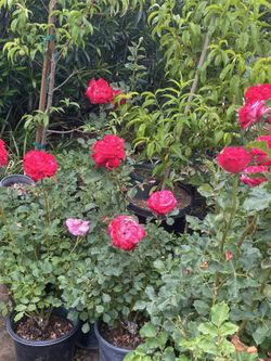 Roses 5 Gallon $13 Each