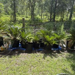 Sago Palms For Sale Near Bithlo/christmas
