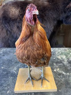 Taxidermy Rooster 
