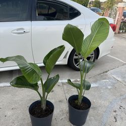 Bird Of Paradise 20$ Each