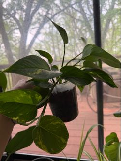 A Golden Pothos plant