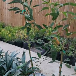 Avocado Hass Trees Grafted 5gallon 