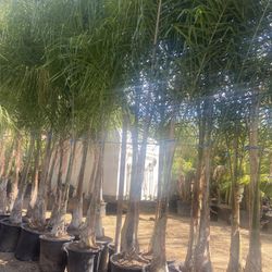 Queen Palms