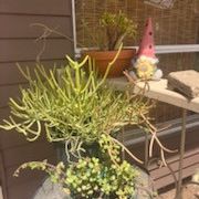 Large Pencil Cactus