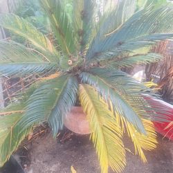 Plants/Clay Pots $5 To $20. Plenty Big Pots And Plants Not Shown