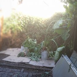 Giant Elephant Ears Whole Bucket Full 