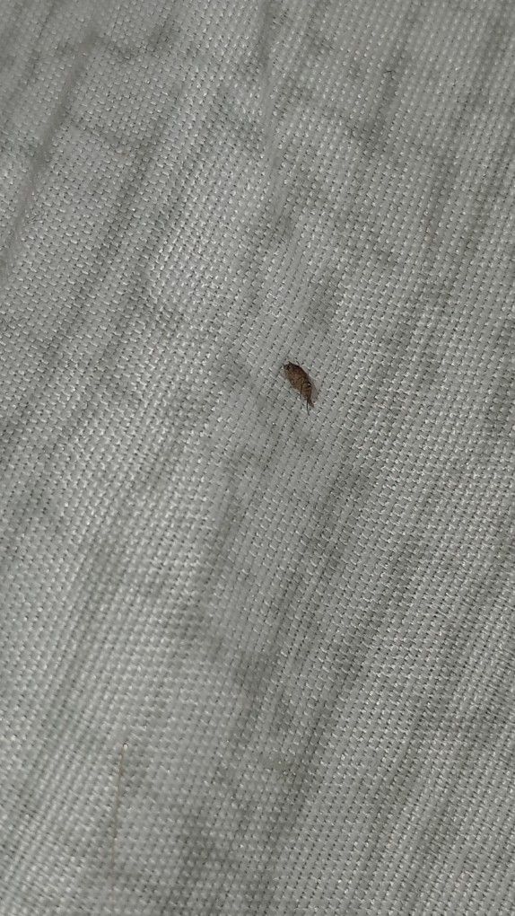 A Punched Gnat