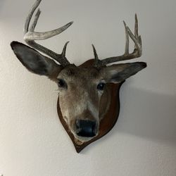 Taxidermy Deer Head - Perfect Condition 