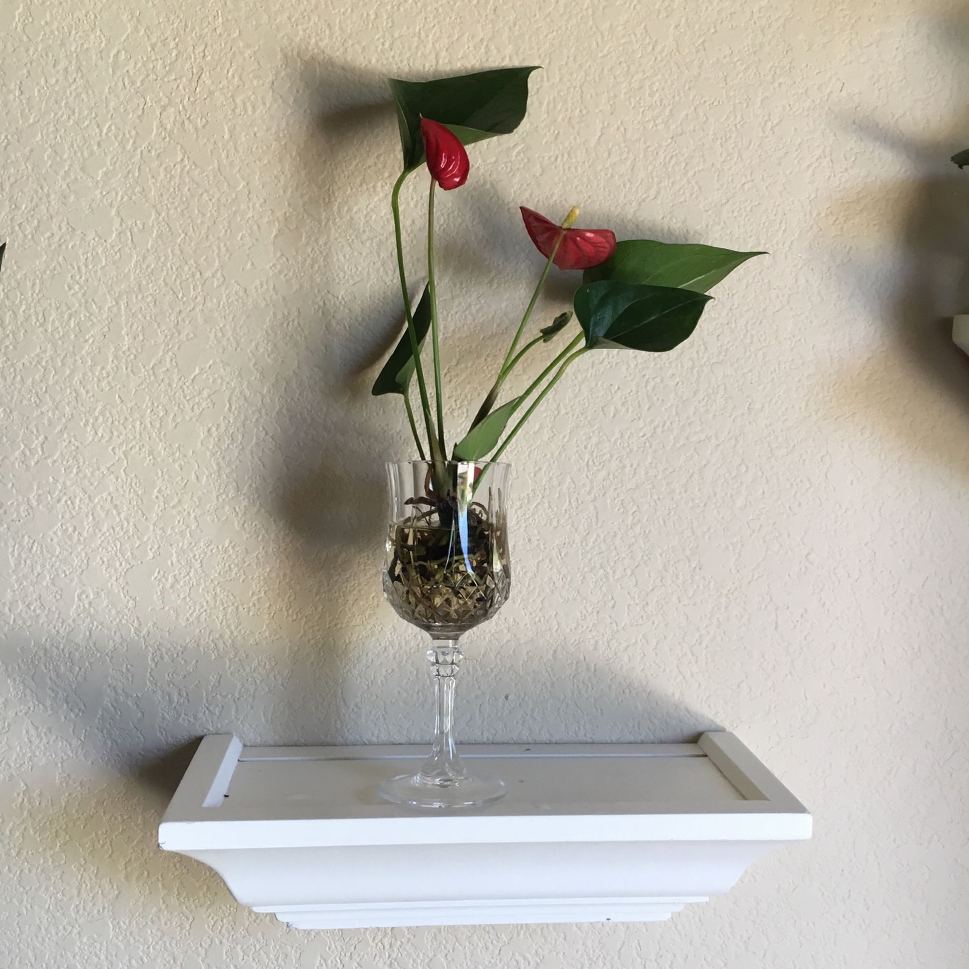 Plantas Naturales Decorativas