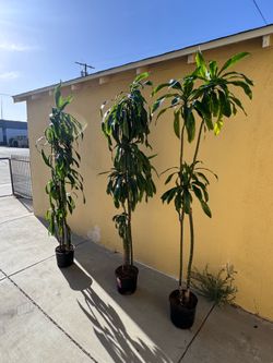 Dracaena Lisa