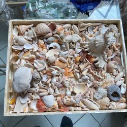Aquarium Shells And Stones 
