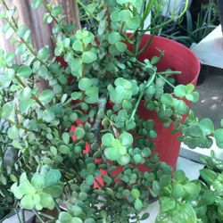 Planta De La Abundancia 