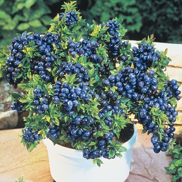 BLUEBERRY BUSHES FOR SALE for Sale in Puyallup, WA OfferUp