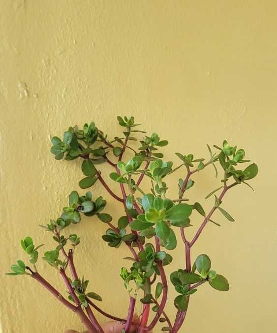 Purslane Succulent Plant 