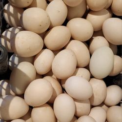 Fresh, Muscovy Duck Eggs