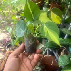 Brazil Philodendron Live Plant 