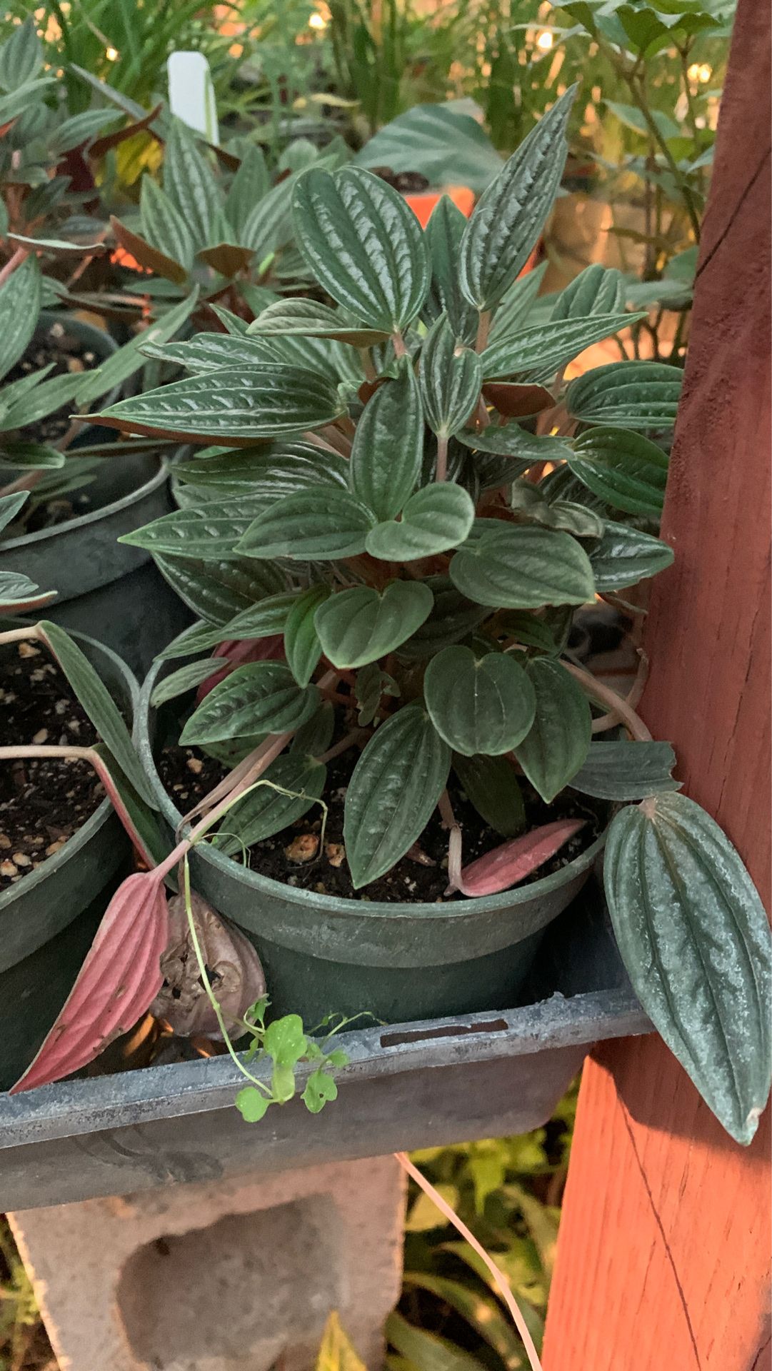 Rosso plant